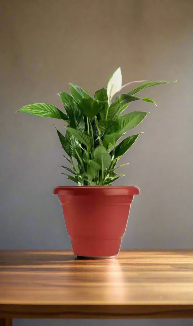 PLANTER 4no