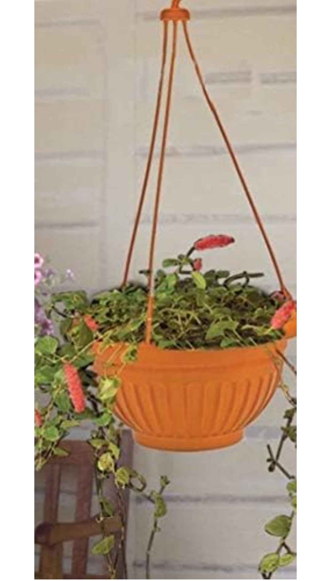 Victoria hanging brown pot