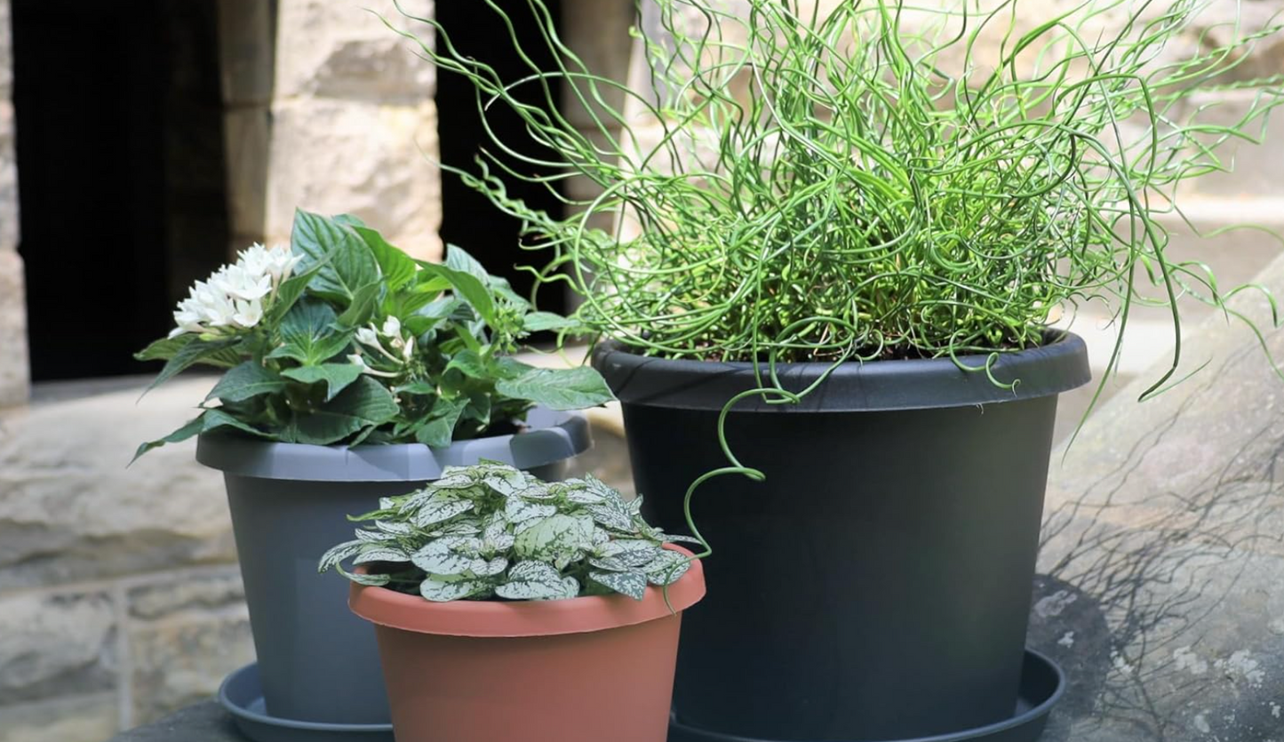PLANTER 10’’
