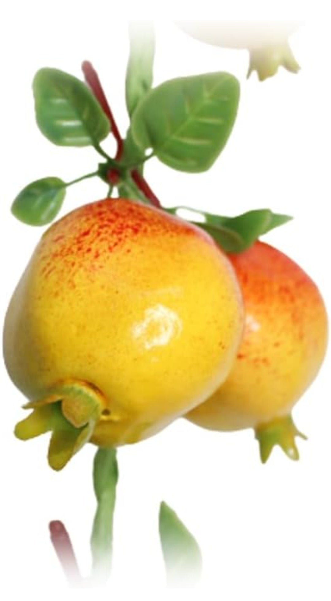 Fruit hanging
